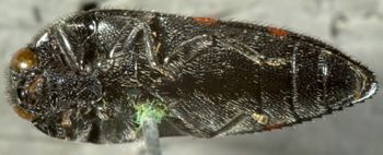 Media type: image;   Entomology 7141 Aspect: habitus ventral view
